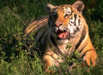 Tigre