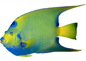 pesce angelo regina