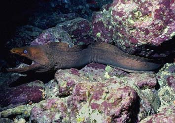 murena