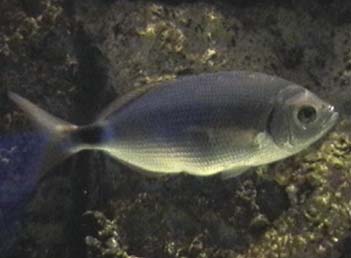 occhiata