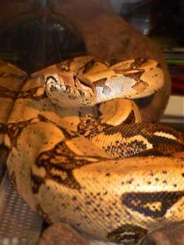 boa costrictor
