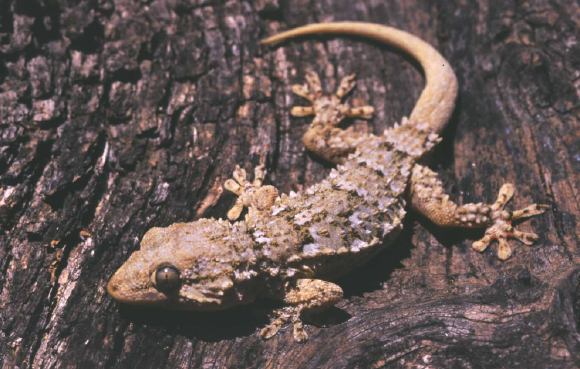 Tarentola Mauritanica
