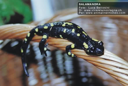 Salamandra pezzata