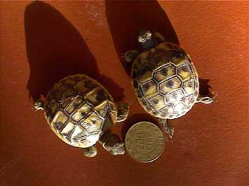 tartaruga terrestre