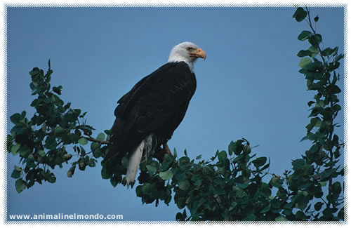 Aquila Calva