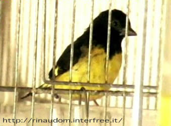 Lucherino ventre giallo