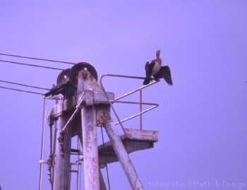cormorano