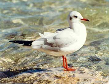 gabbiano comune