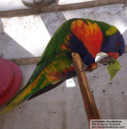 Lorichetto arcobaleno