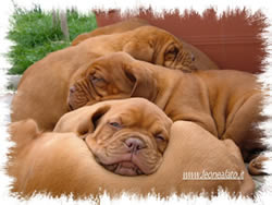 Allevamento Del Leone Alato Dogue De Bordeaux