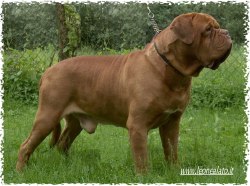Allevamento del Leone Alato Dogue de Bordeaux