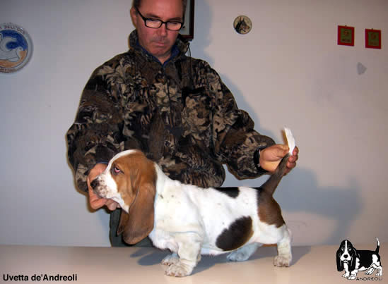 bassethound
