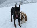 Dobermann e Bassethound de'Andreoli
