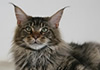 gatti