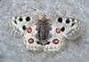 invertebrati