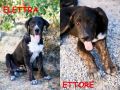 REGALO Pisa: ELETTRA e ETTORE cuccioli 4 mesi mix ca