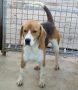 REGALO MIMMO beagle di 3 anni cerca casa URGENTEMENTE