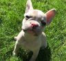 REGALO Bulldog francese