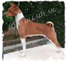 VENDO cuccioli basenji