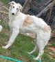 VENDO cuccioli borzoi