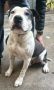 ADOTTO ARGO simil amstaff: vogliamo la sua rinascita