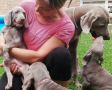 VENDO cuccioli di weimaraner