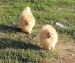 VENDO Cuccioli di Volpino di Pomerania con PEDIGREE
