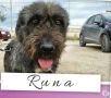 REGALO runa mix-schnauzer 