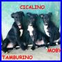 REGALO TAMBURINO CICALINO MOBY cuccioli 4 mesi abban