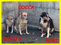 REGALO GOCCIA COCCA RORI erano solo dei cuccioli
