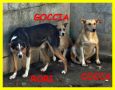 REGALO GOCCIA COCCA RORI entrati da cuccioli in cani