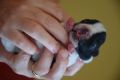VENDO VENDO BULLDOG FRANCESI CAILLE