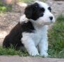 VENDO BEARDED COLLIE cuccioli
