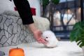 VENDO Cucciolo di VOLPINO Pomerania Spitz