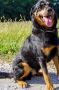 REGALO  CLAYTON incrocio Rottweiler