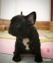VENDO Cucciolo Bouledogue Francese