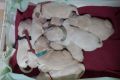 VENDO Cuccioli di Golden Retriever