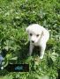 REGALO Adozione cuccioli DIDI AIKO INES