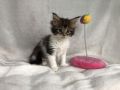 VENDO Bellissima cucciola di Maine Coon