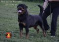 VENDO Rottweiler cuccioli genealogia tedesca ADRK
