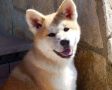 VENDO Cuccioli Akita inu
