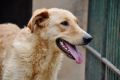 REGALO GINGOL simil Golden Retriever