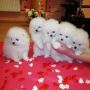 VENDO Cuccioli di Pomerania bianco ottico / crema