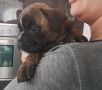 VENDO disponibile meraviglioso cucciolo di boxer
