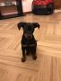 VENDO vendo pinscher 