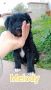 REGALO MELODY splendida cucciola di due mesi
