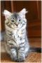 Cucciolo di gatto siberiano