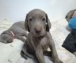 VENDO Cuccioli weimaraner Bracco di weimar 
