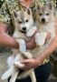 VENDO Siberian Husky