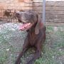 REGALO Laika - bracco puro